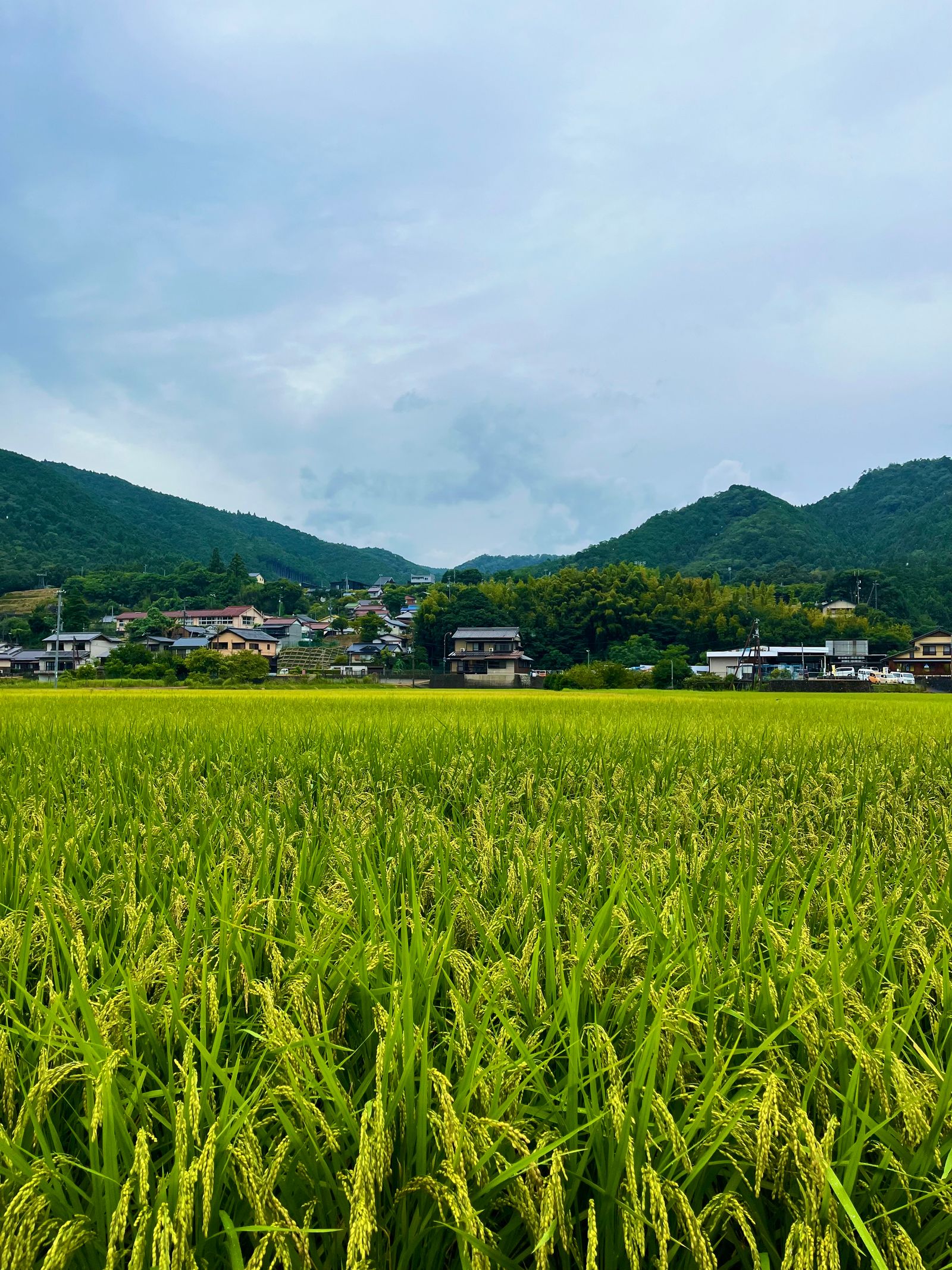 こもれび町の田園風景